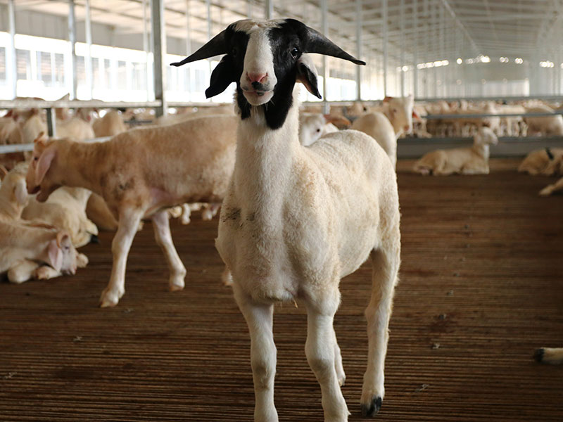 養(yǎng)殖小區(qū)