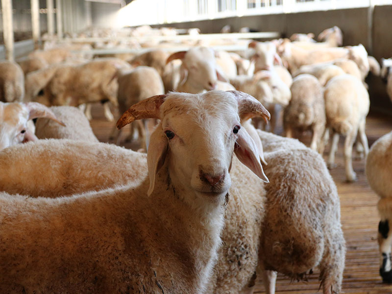 養(yǎng)殖小區(qū)