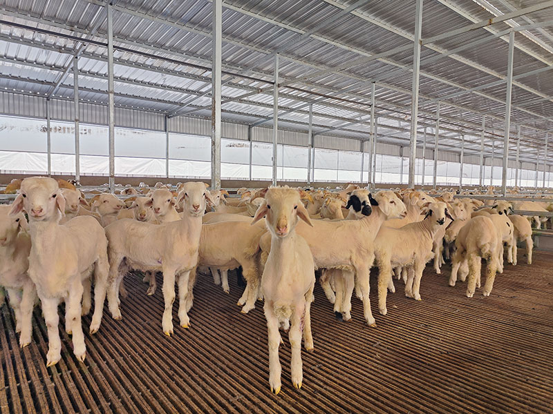 養(yǎng)殖小區(qū)